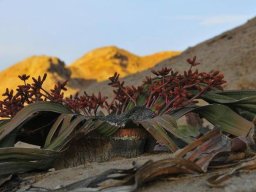 Welwitschia mirabilis many male cones